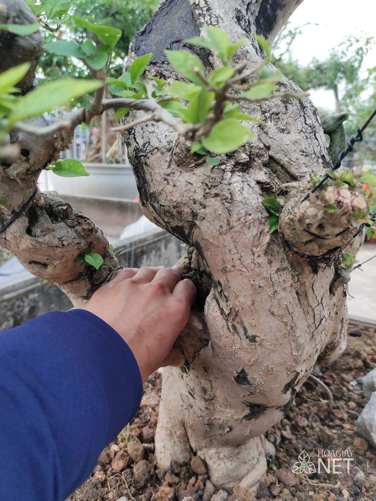cây hoa giấy bonsai gốc đẹp