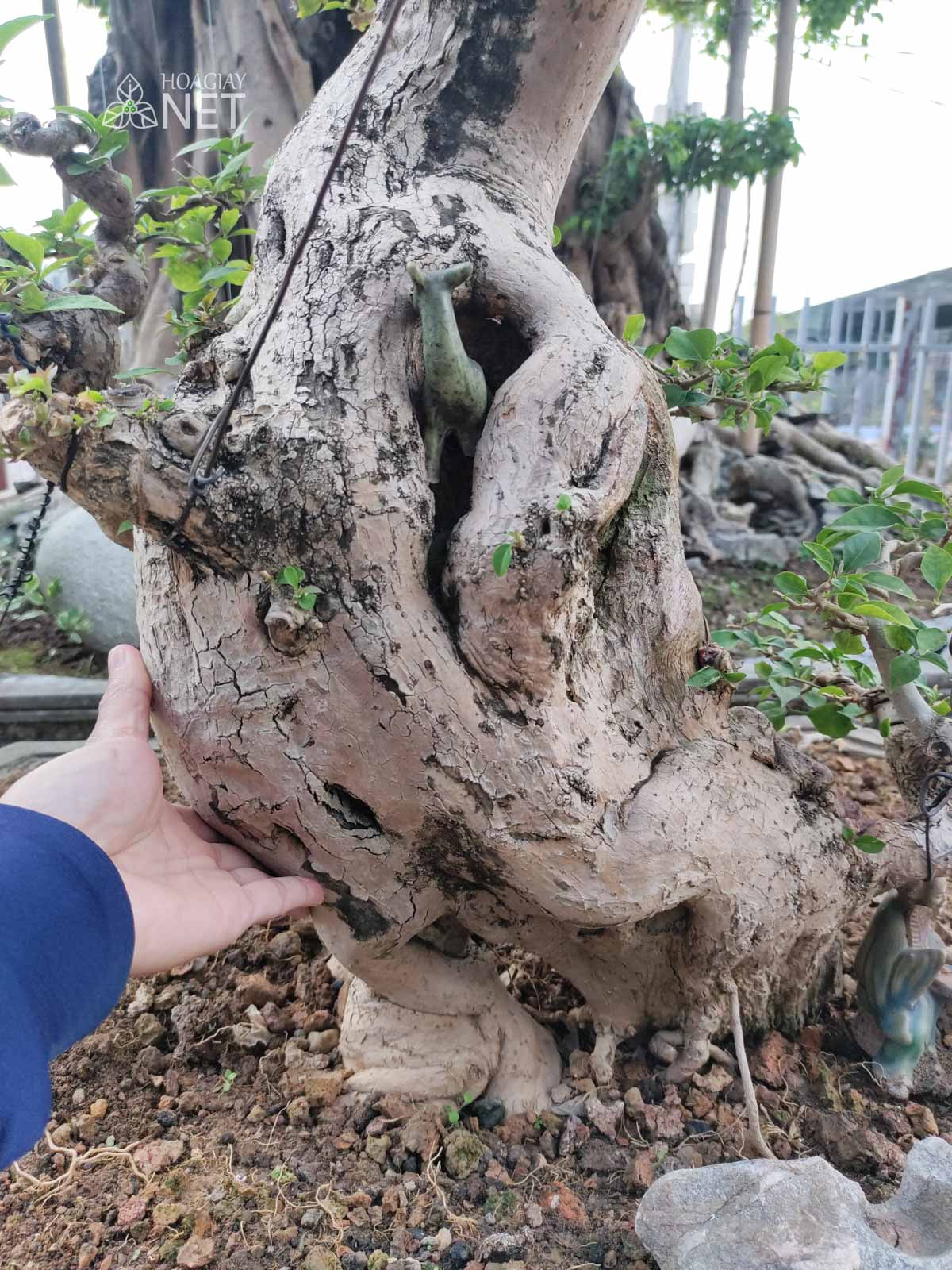gốc cây hoa giấy bonsai thế đẹp