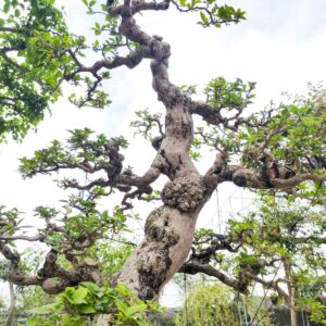 hoa giấy tím bonsai nhiều tán