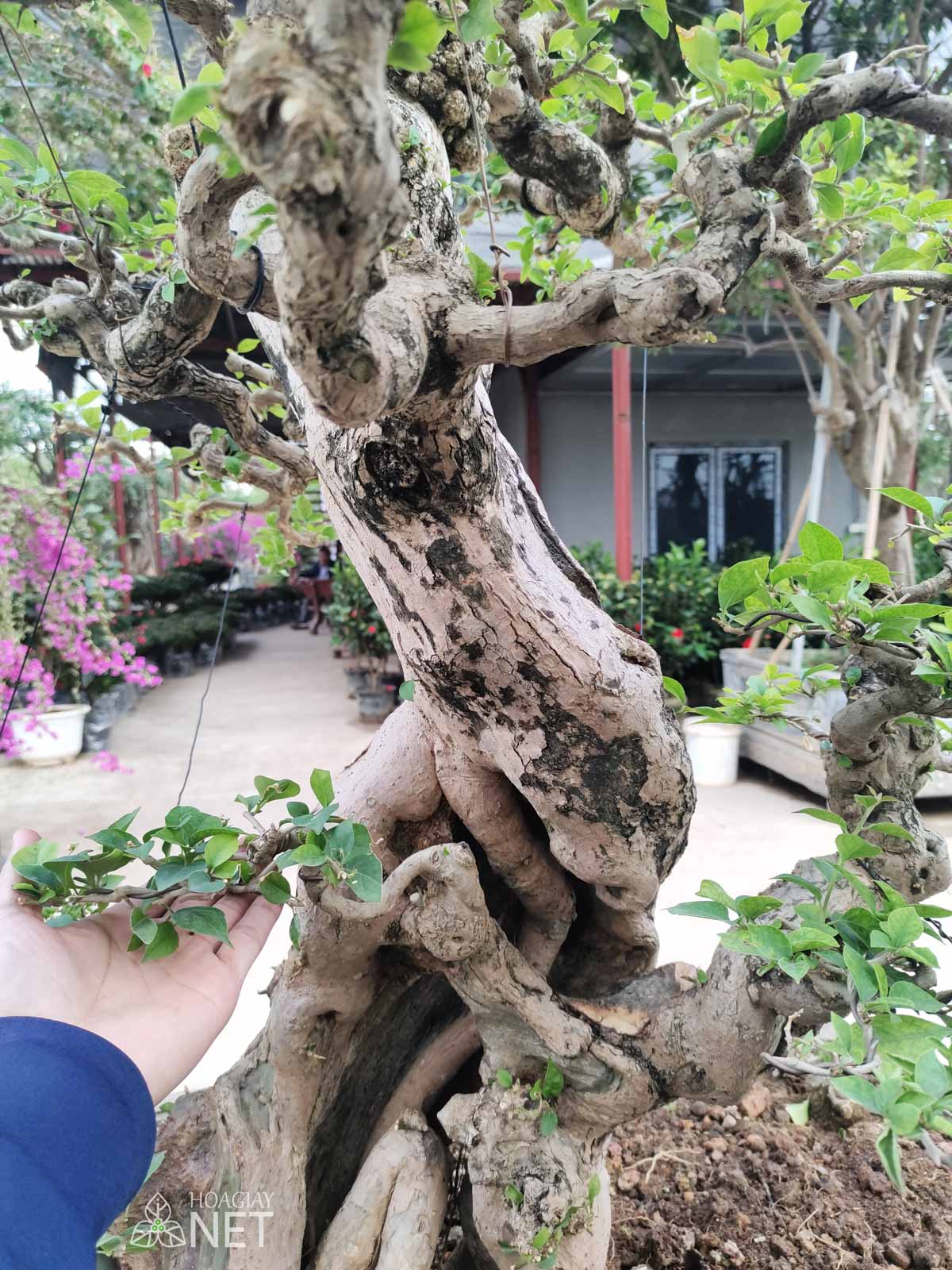 hoa giấy bonsai có thế đẹp nhất