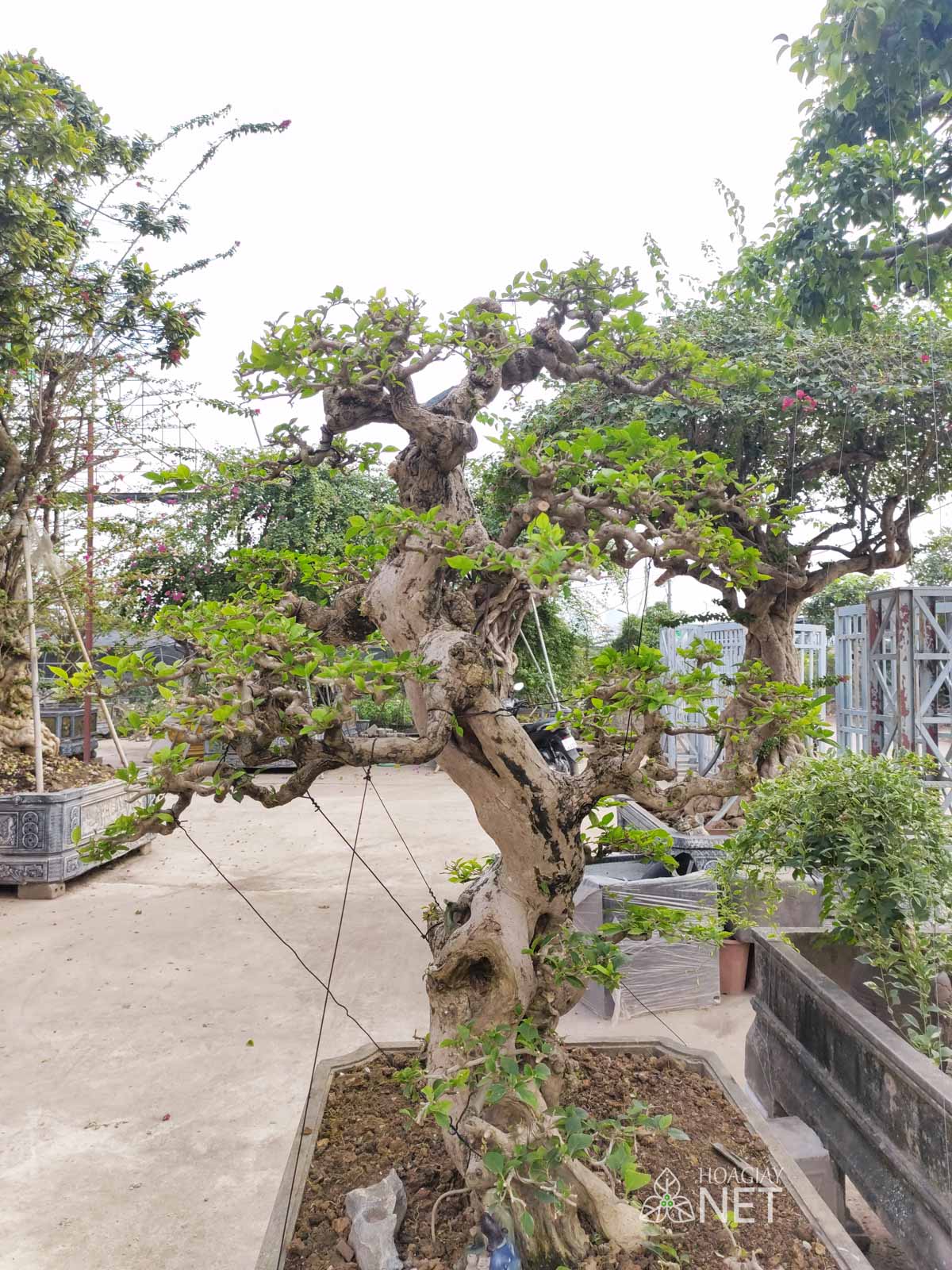 cây hoa giấy bonsai cao 1,7m