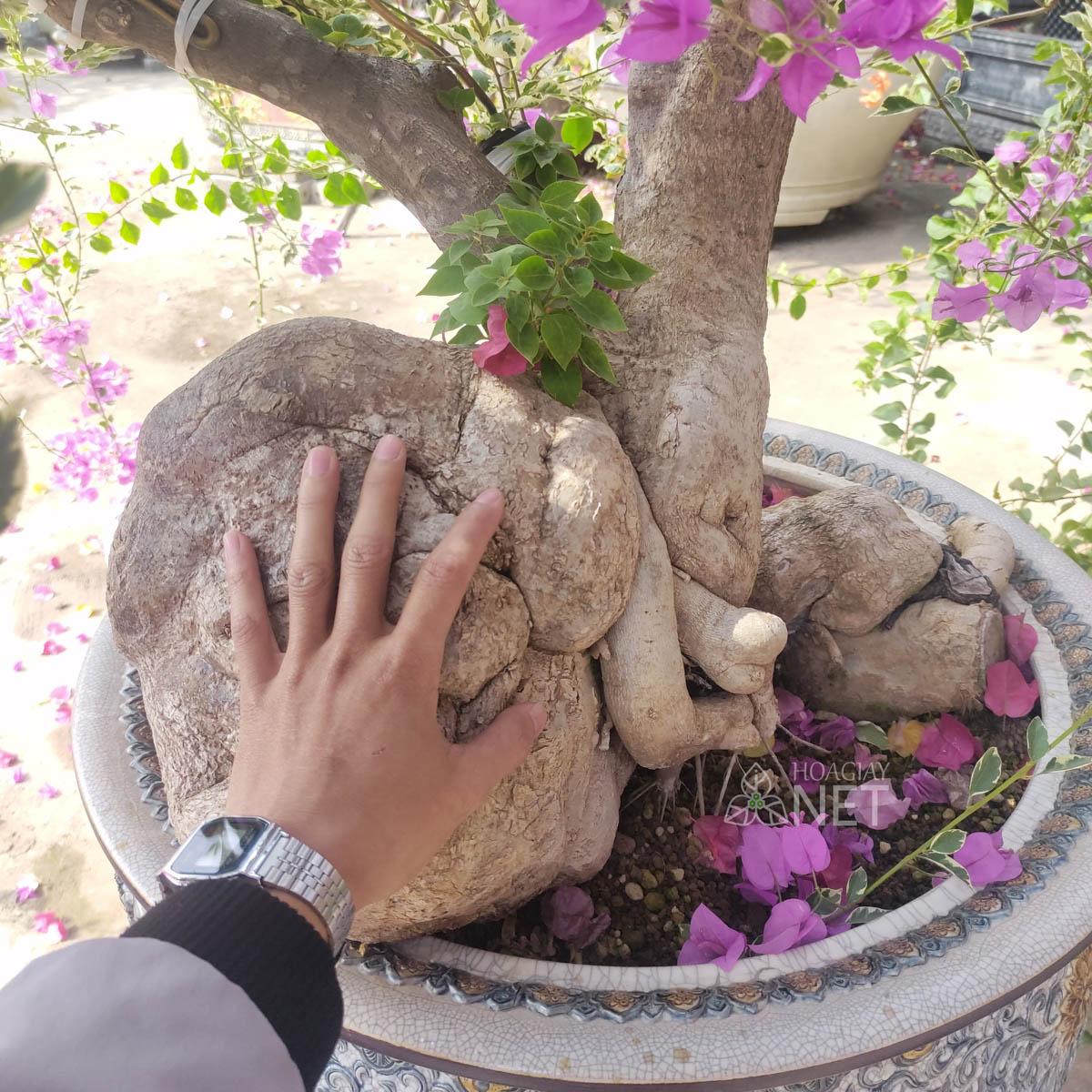 gốc cây hoa giấy mỹ bonsai