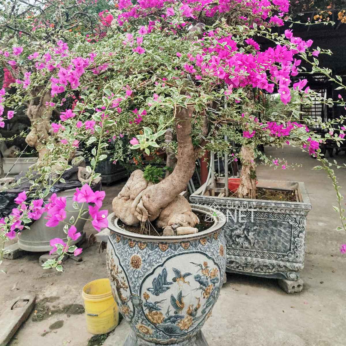 hoa giấy bonsai cẩm thạch tím g131