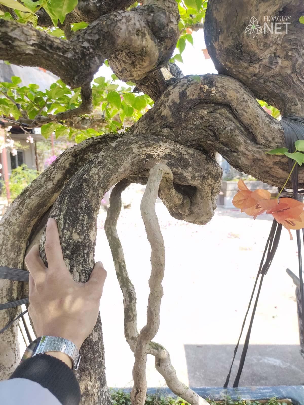 gốc cây hoa giấy bonsai khủng