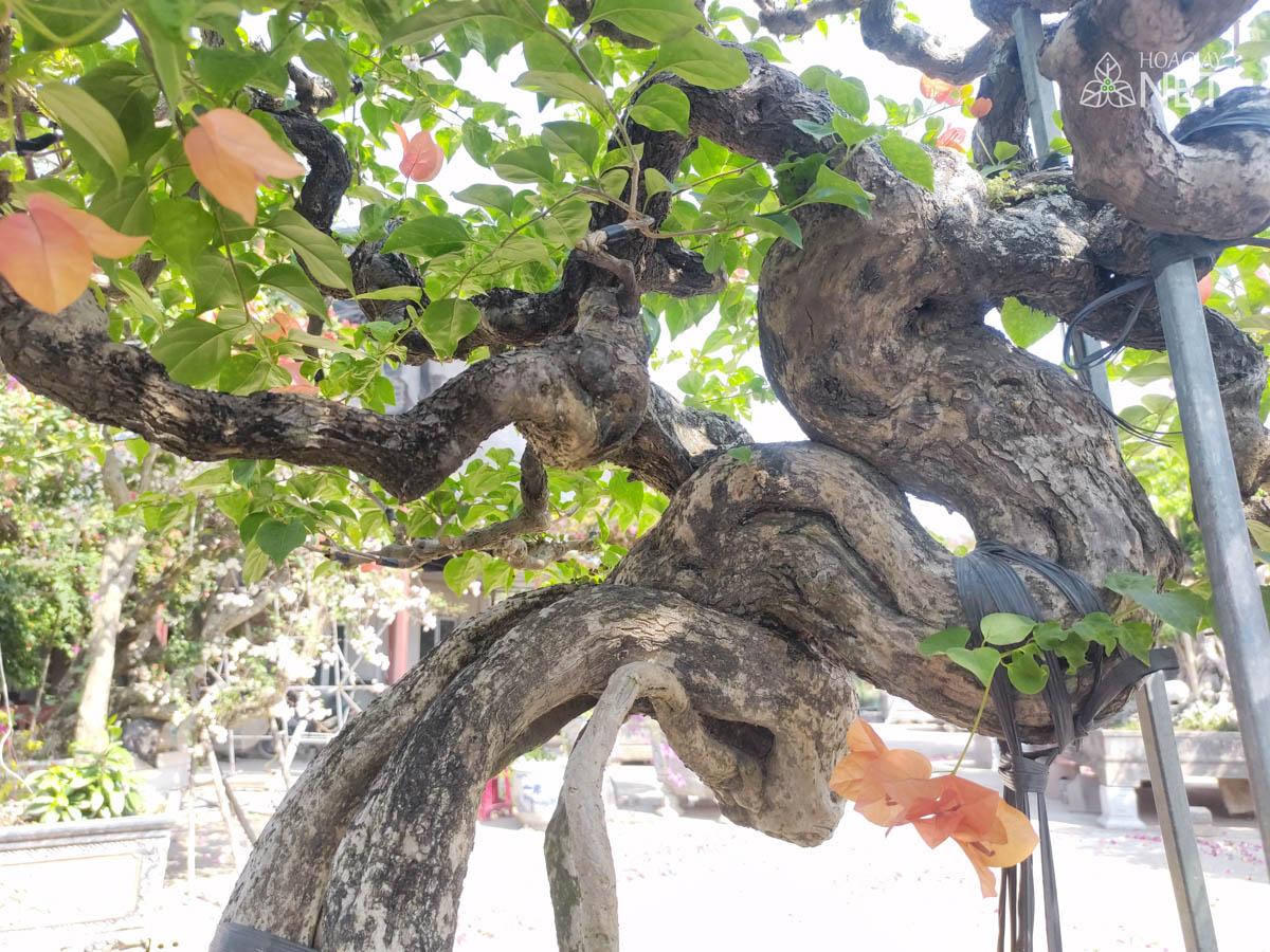 thân cây hoa giấy bonsai