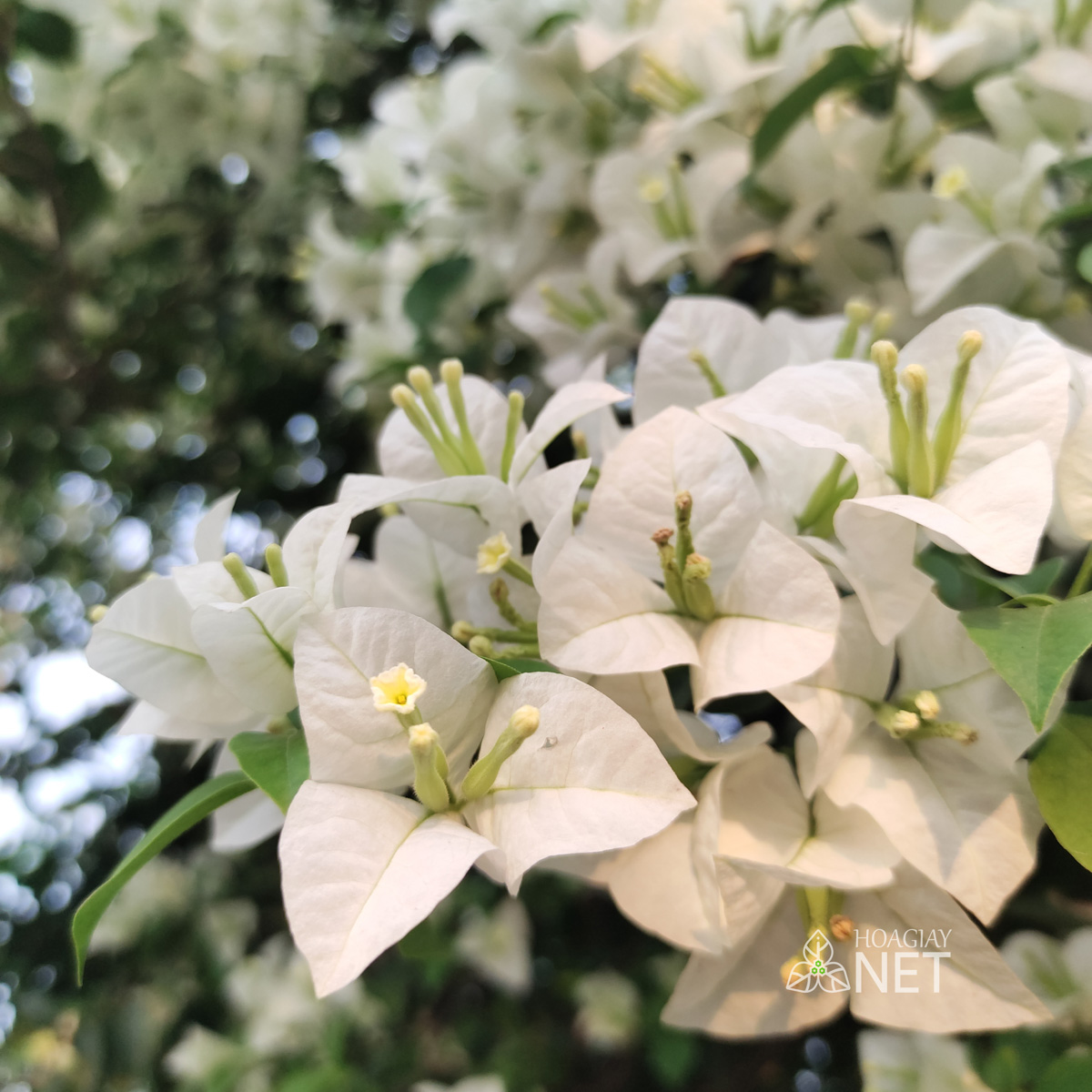 bông hoa giấy màu trắng đẹp