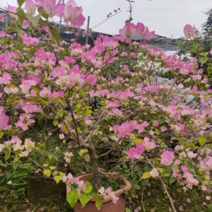 hoa giấy sakura hồng để ban công