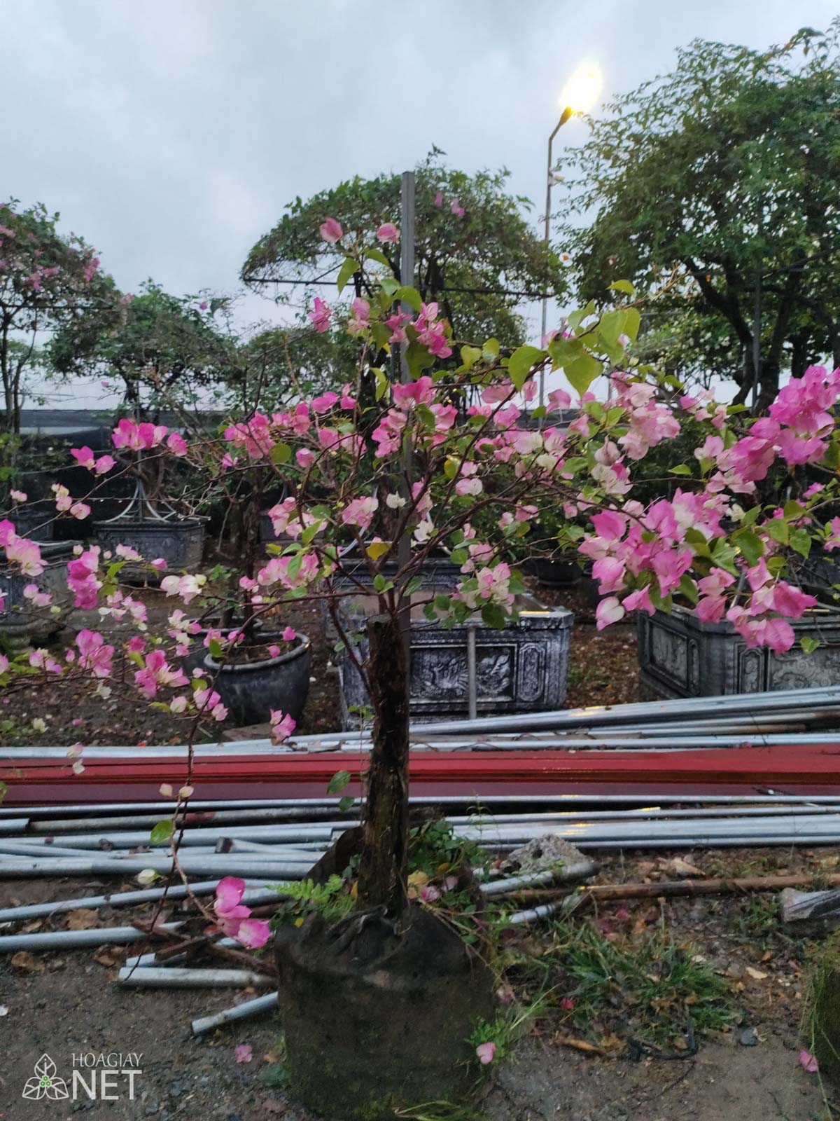 cây hoa giấy hồng sakura cao 1 mét