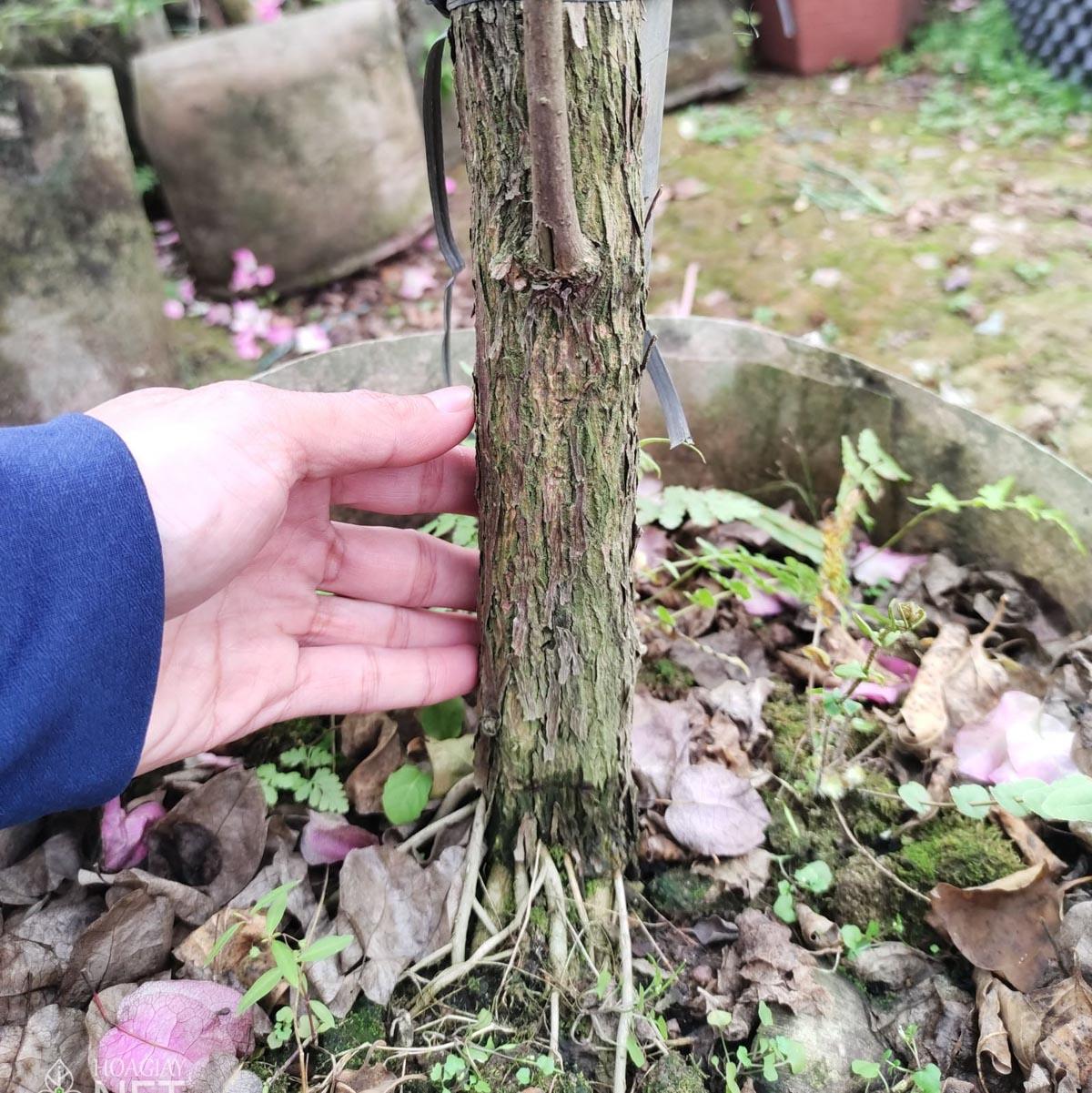 gốc cây hoa giấy sakura nhỏ