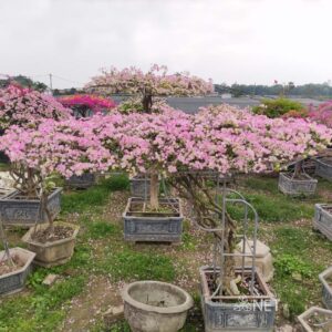 hoa giấy hồng sakura g71