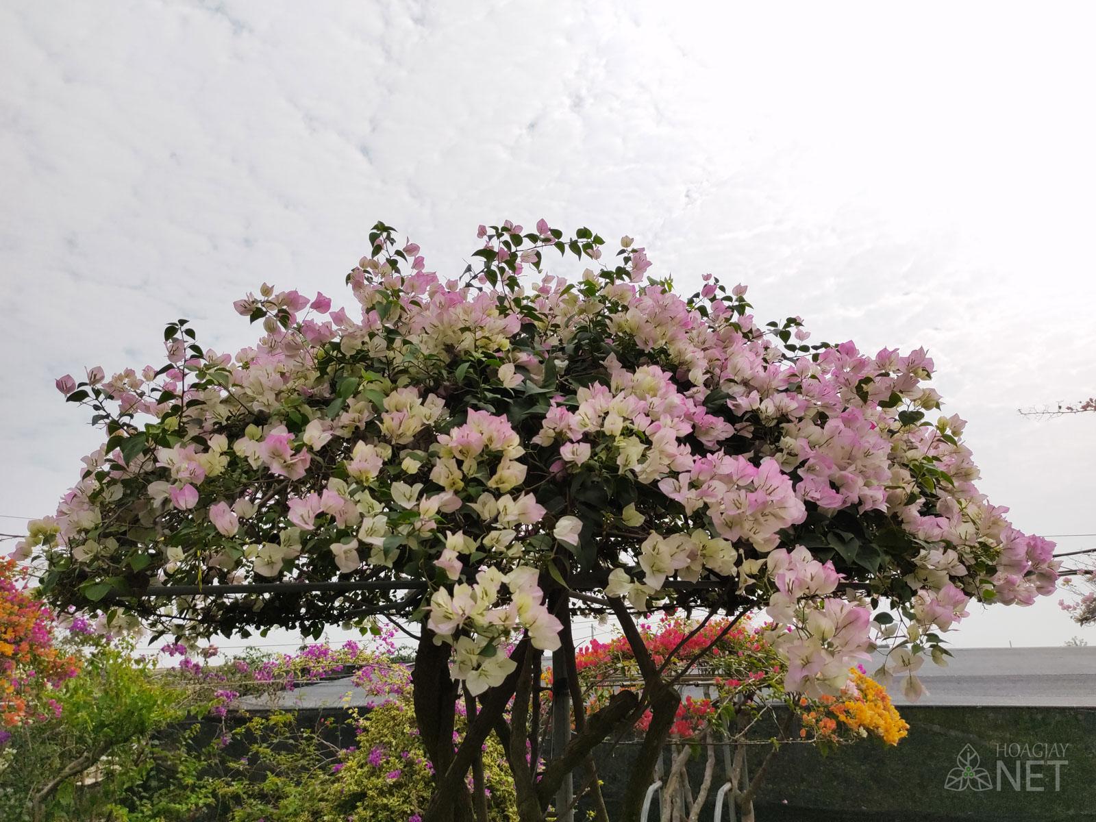 tán cây hoa giấy sakura hình tròn, cây hoa giấy sakura cổ thụ