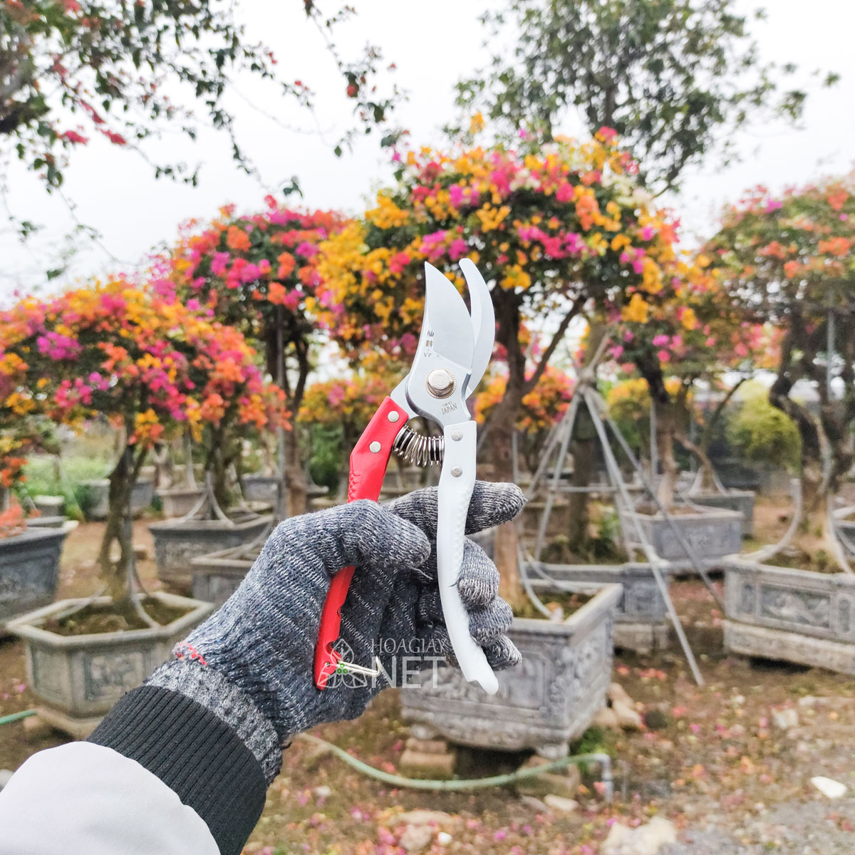 kéo cắt cành cho cây hoa giấy bền sắc