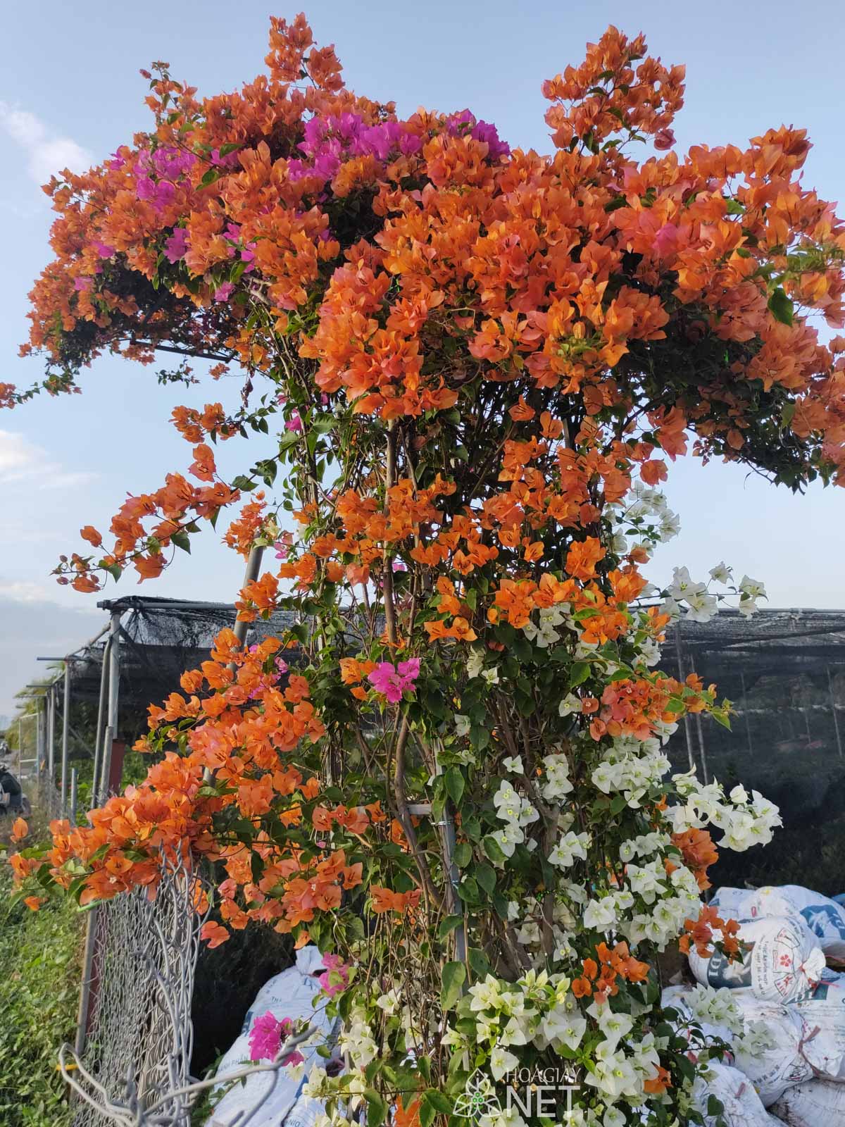 vòm cổng hoa giấy rộ hoa
