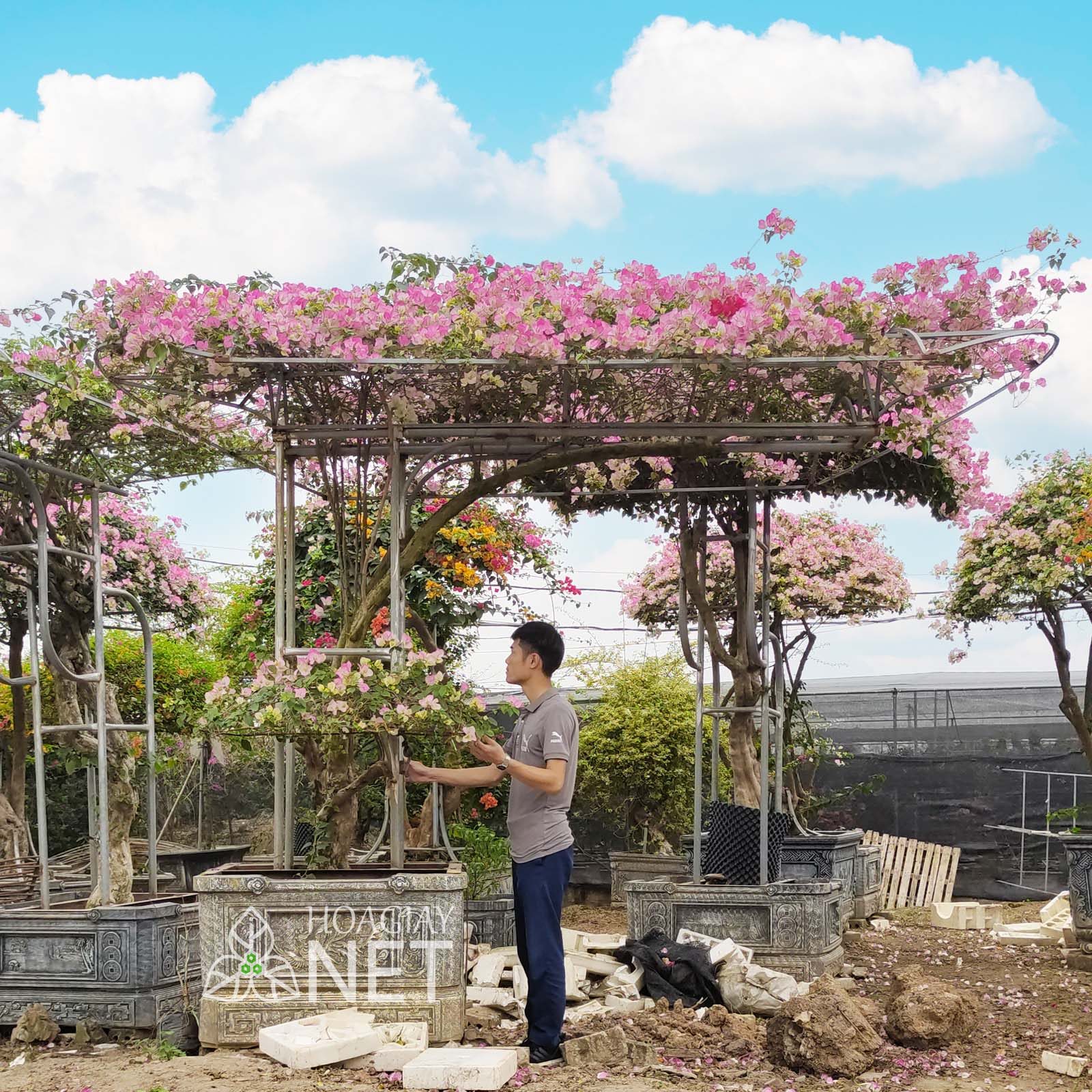 hoa giấy sakura gác cổng tán bay 3,5m