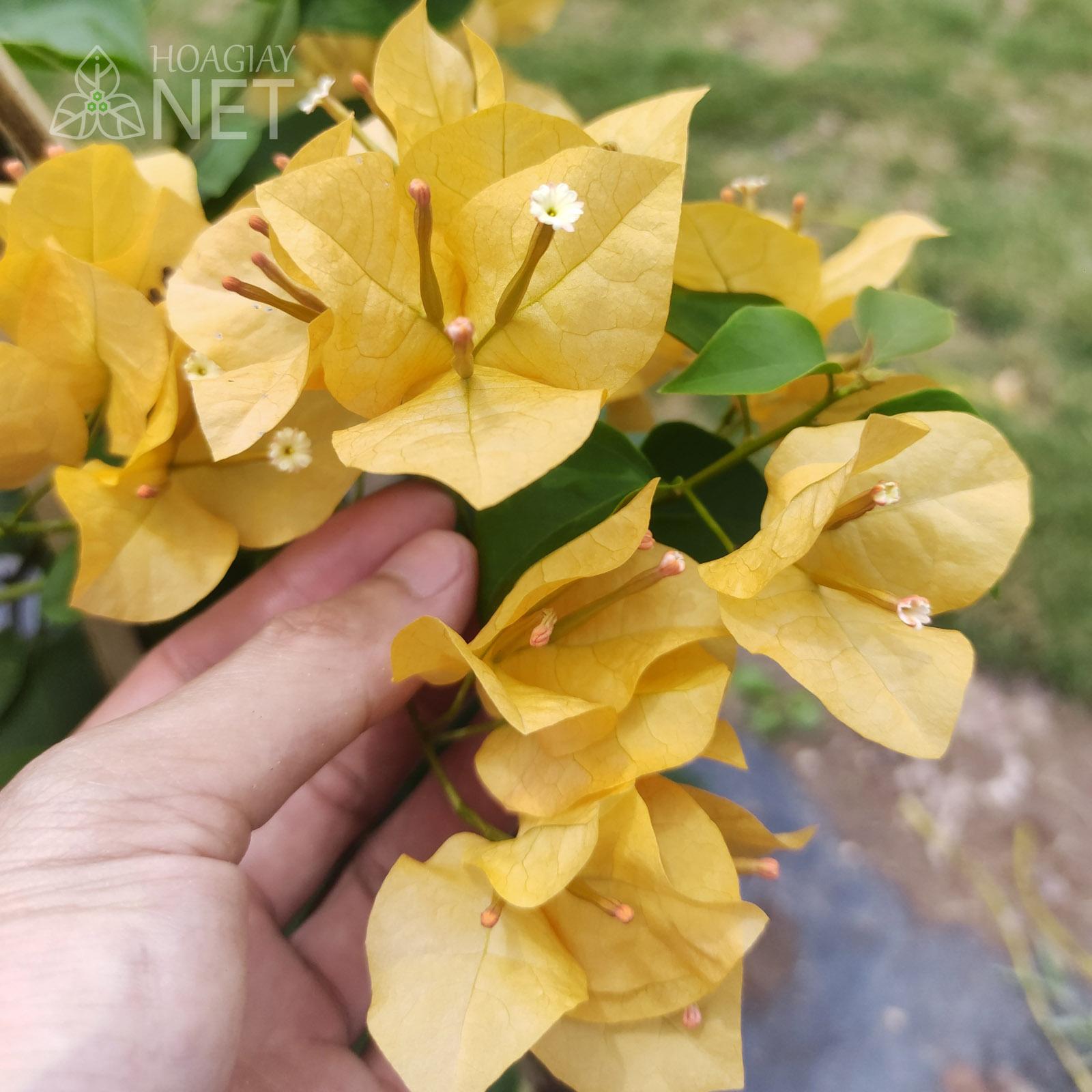 bông hoa giấy màu vàng chanh