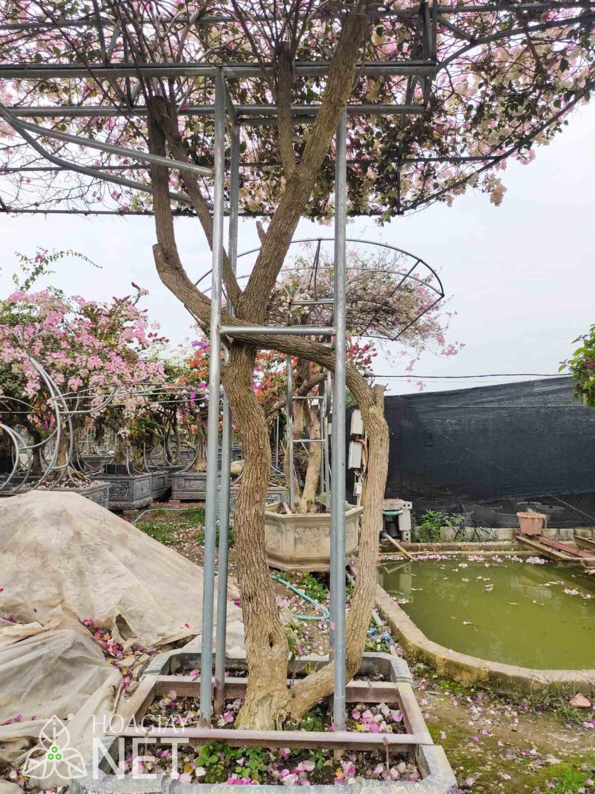 thân cây hoa giấy sakura nguyên bản