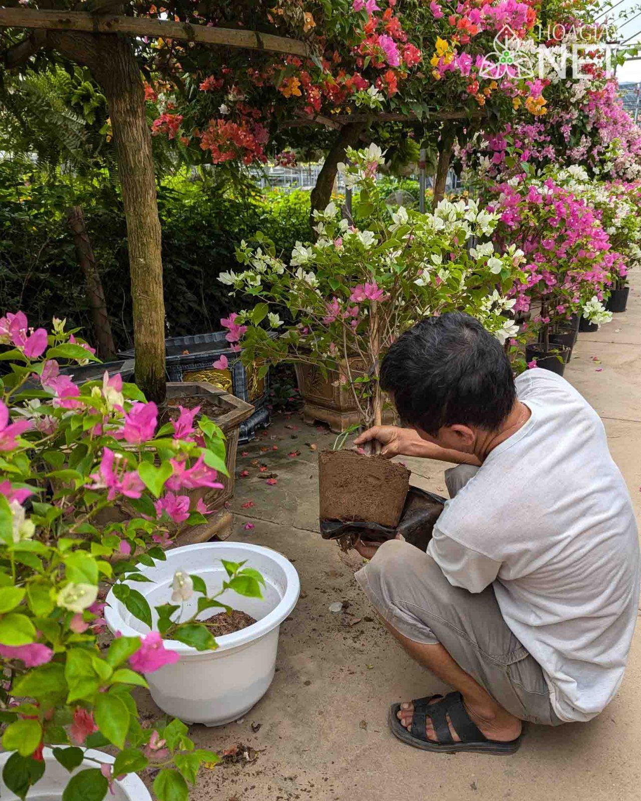 trồng cây hoa giấy 2 màu trắng hồng để ban công