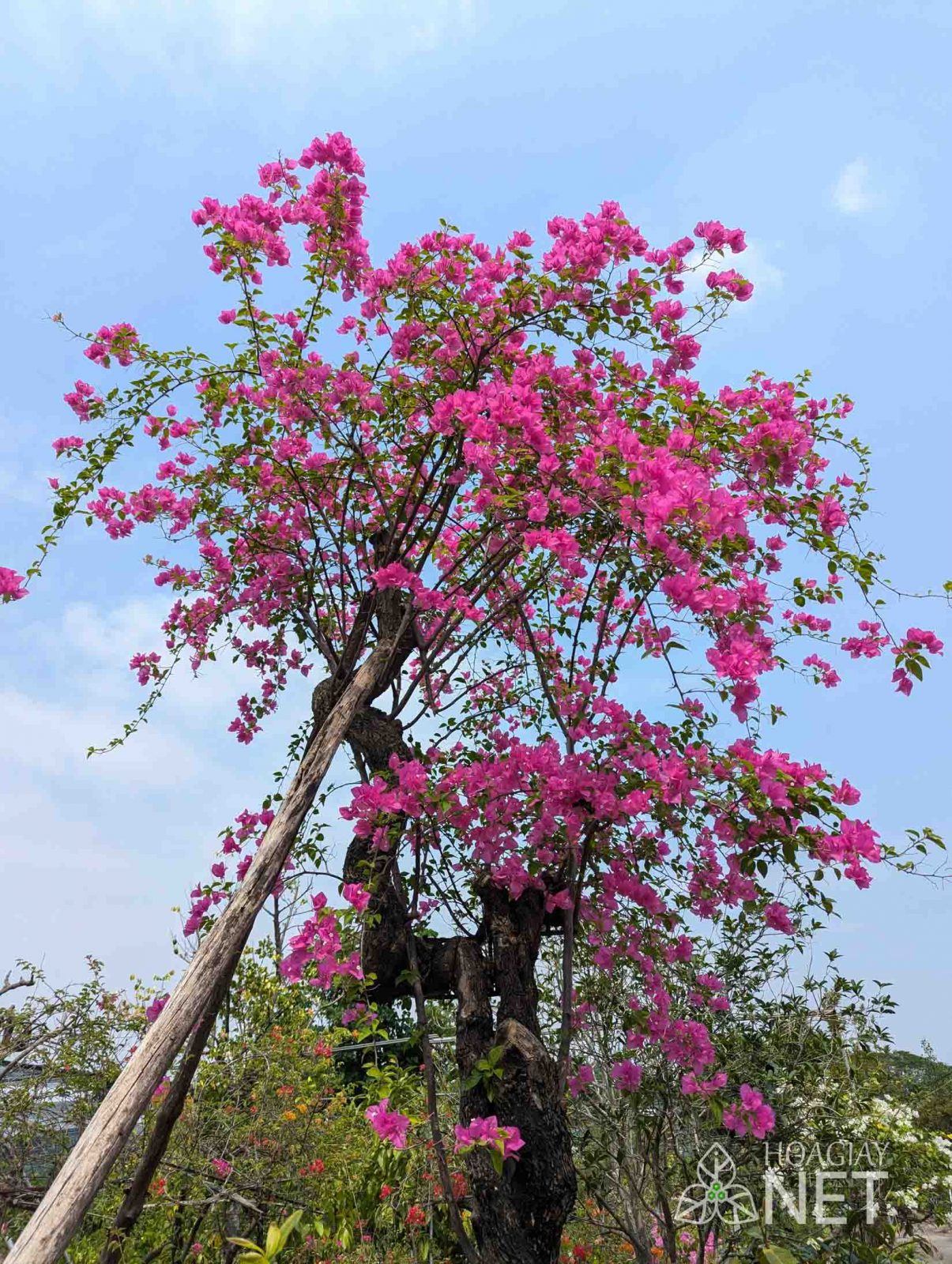 tán cây hoa giấy màu hồng cổ thụ