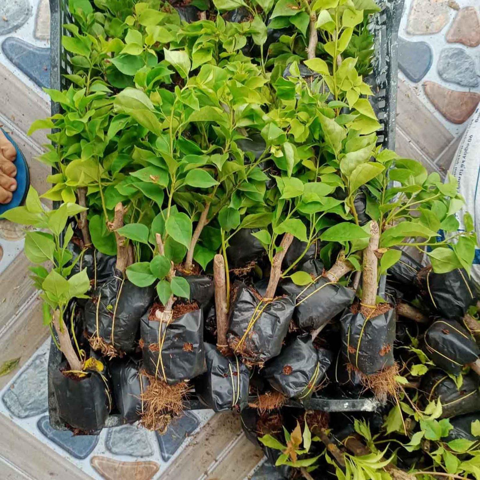 cây giống hoa giấy hàng đẹp