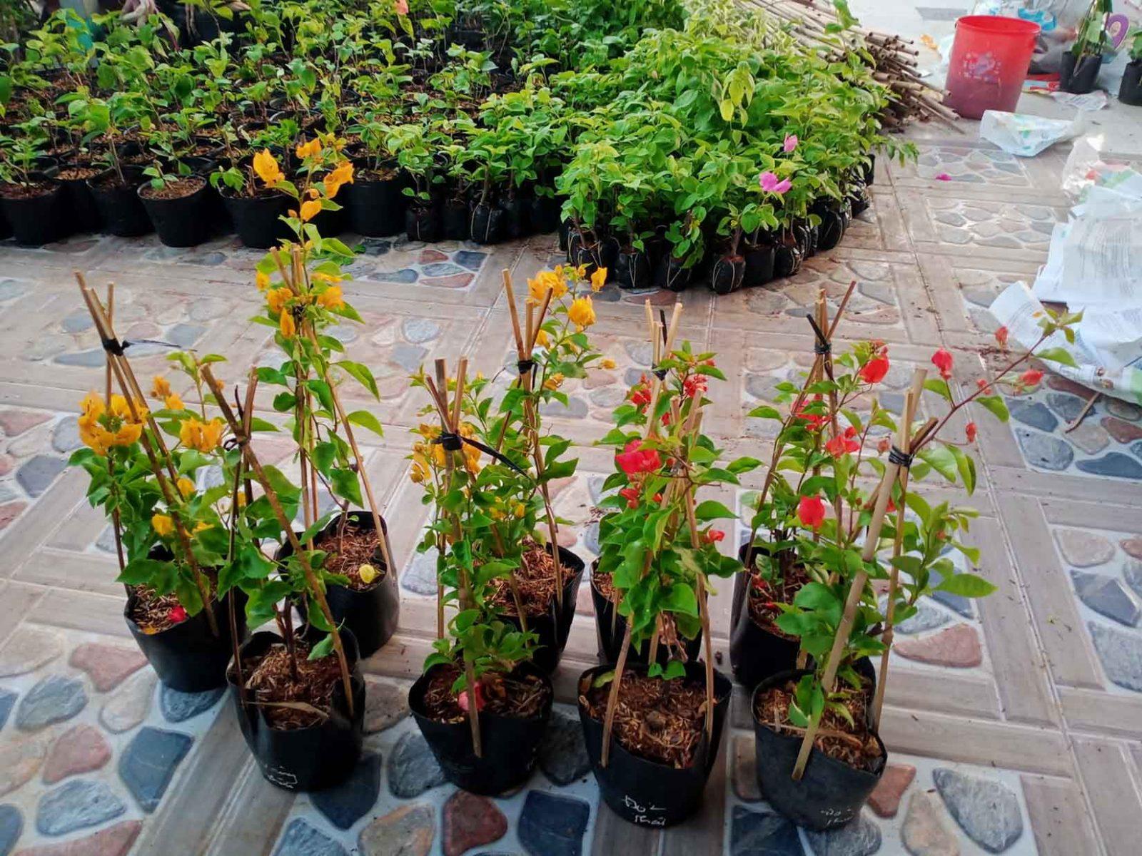 cây giống hoa giấy 3 miền