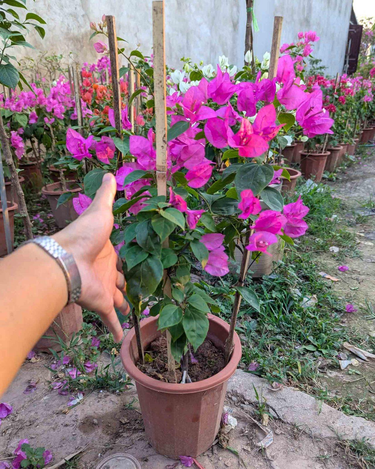 cây giống hoa giấy trong bầu đất