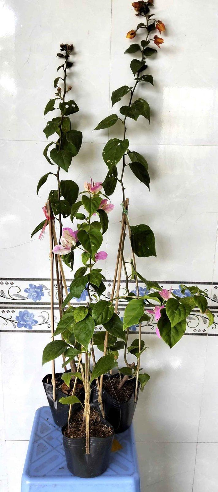 cây giống hoa giấy bầu xơ dừa