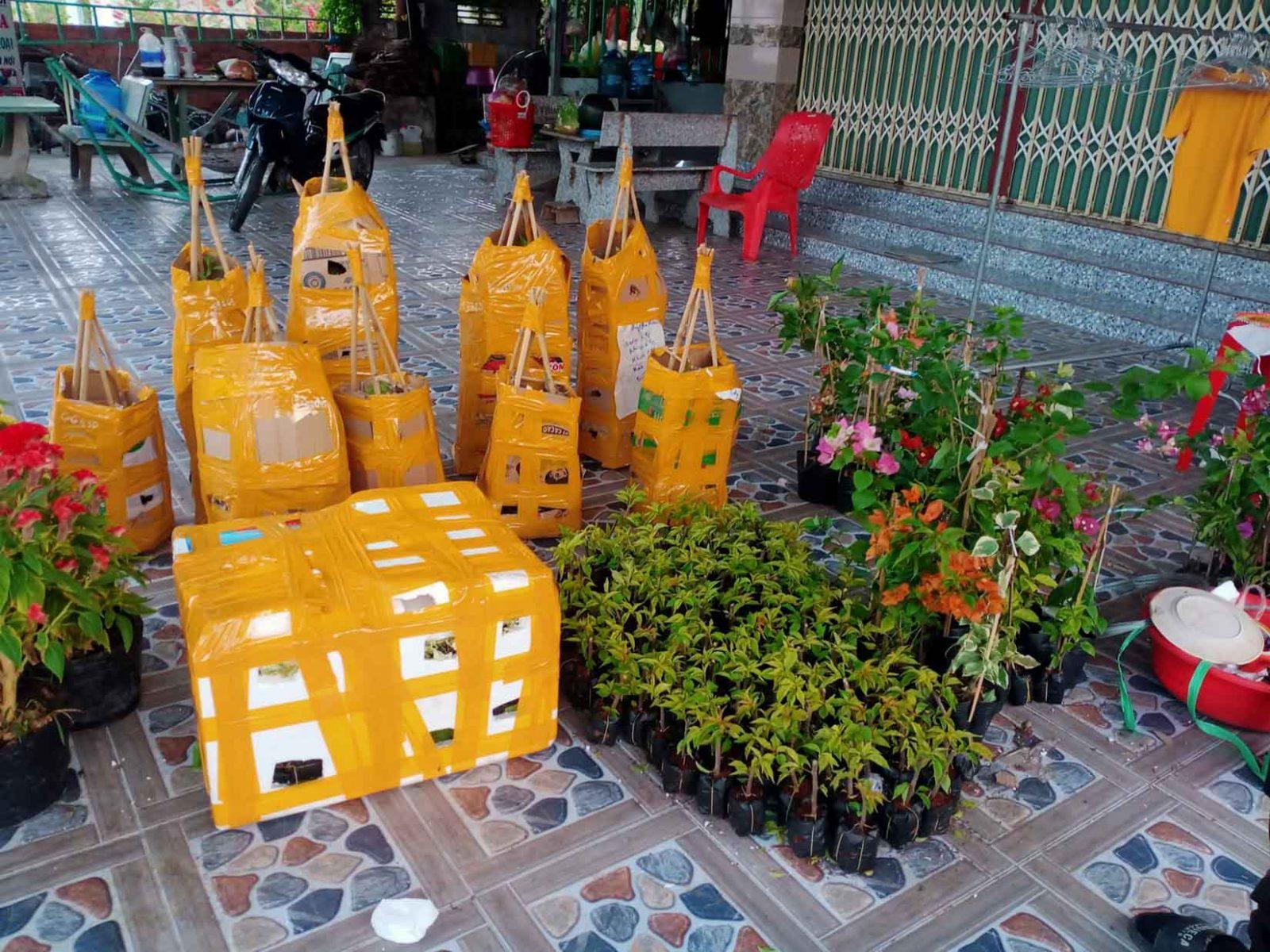 cây giống hoa giấy các loại