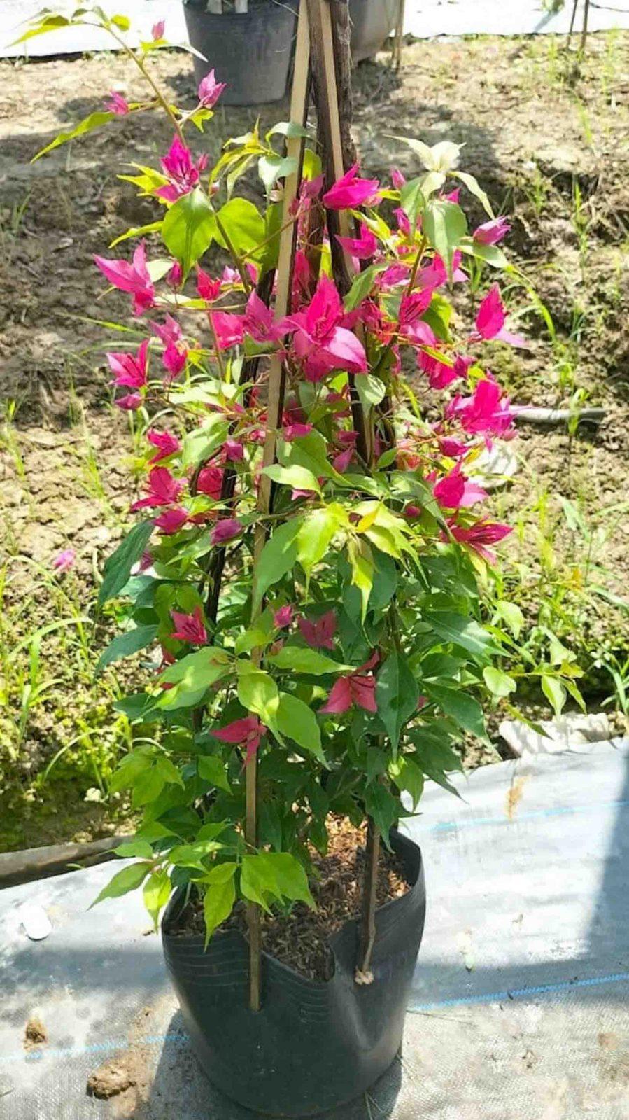 cây giống hoa giấy khỏe mạnh