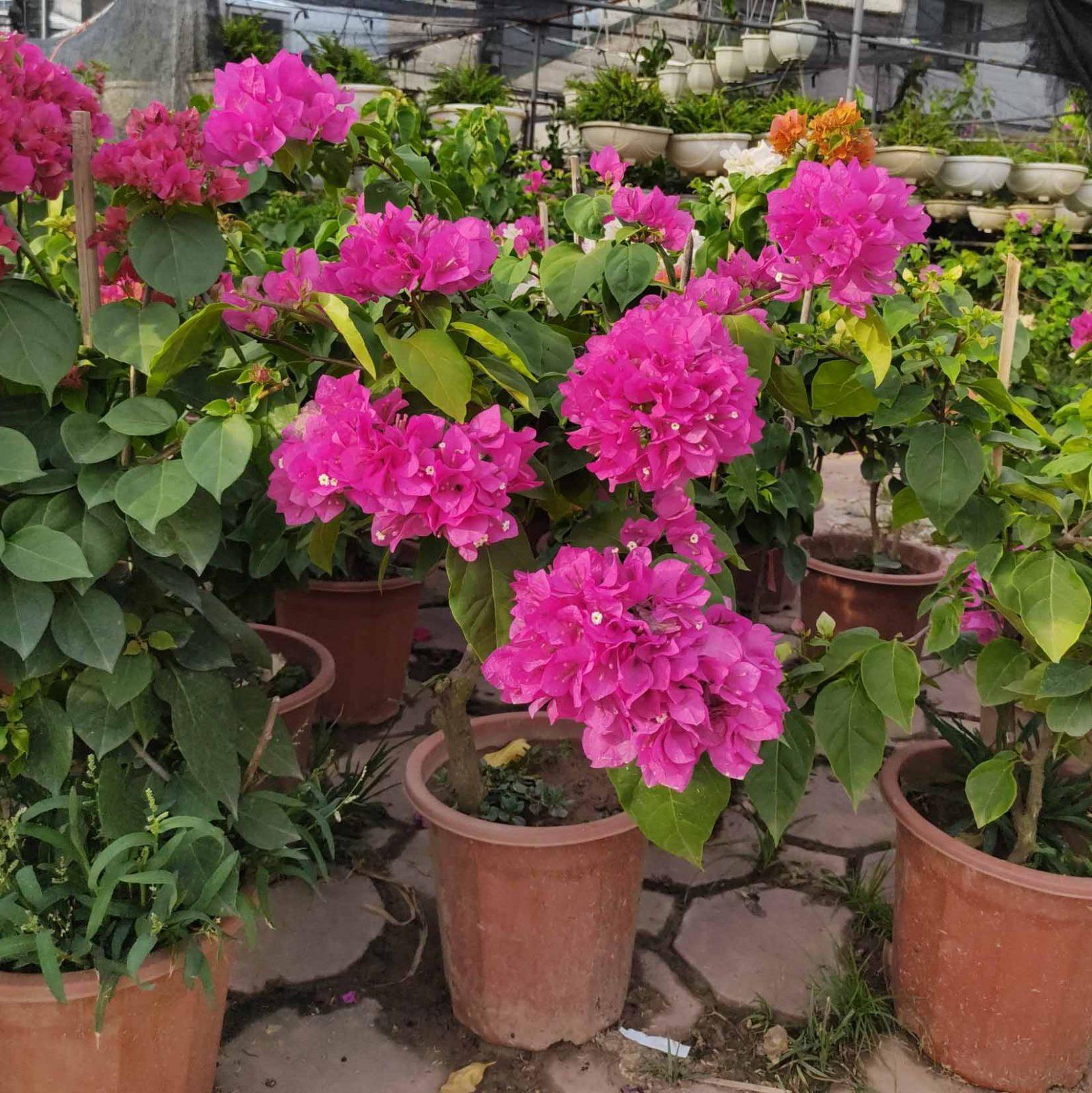 hoa giấy bông chùm, trồng chậu đất