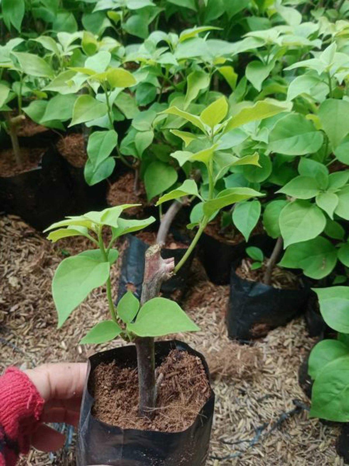 cây giống hoa giấy mini bầu nhỏ