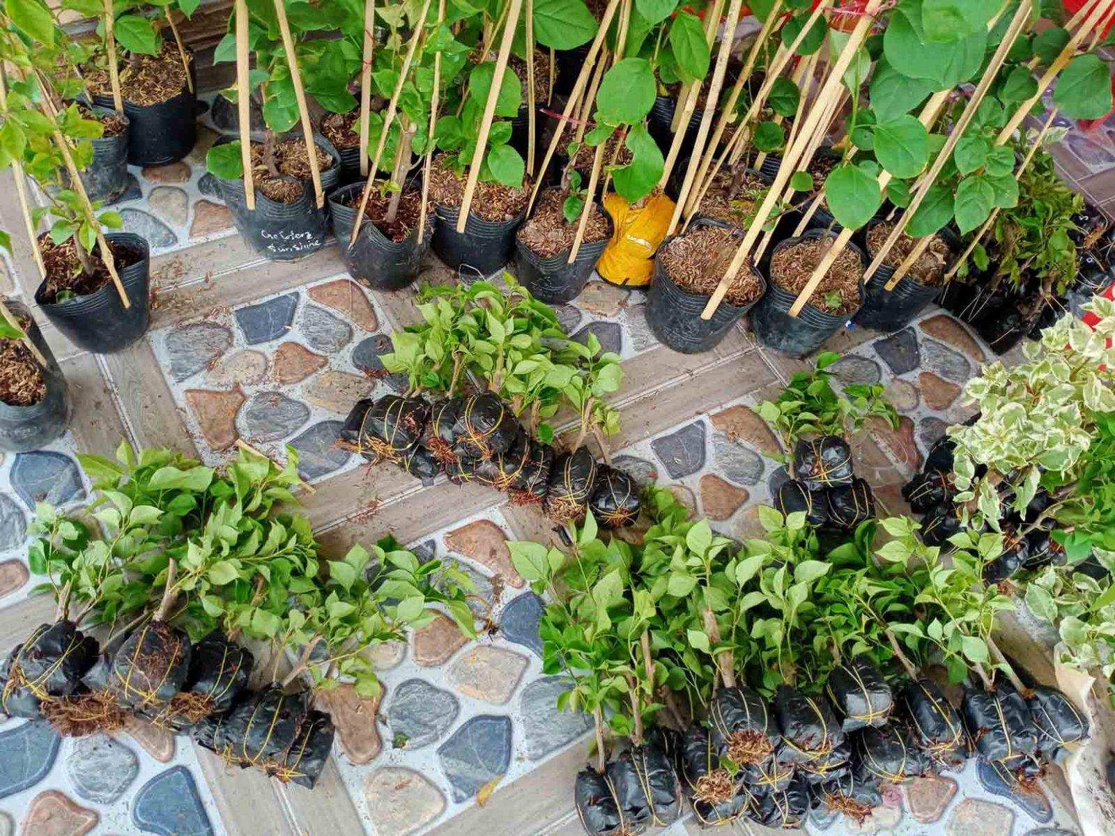 cây giống hoa giấy nhỏ