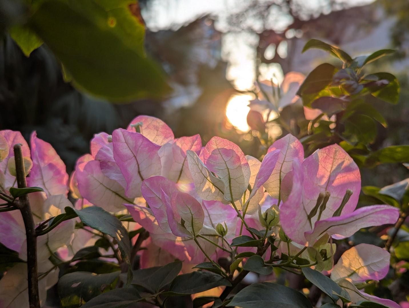 cây giống hoa giấy sakura đang nở rộ