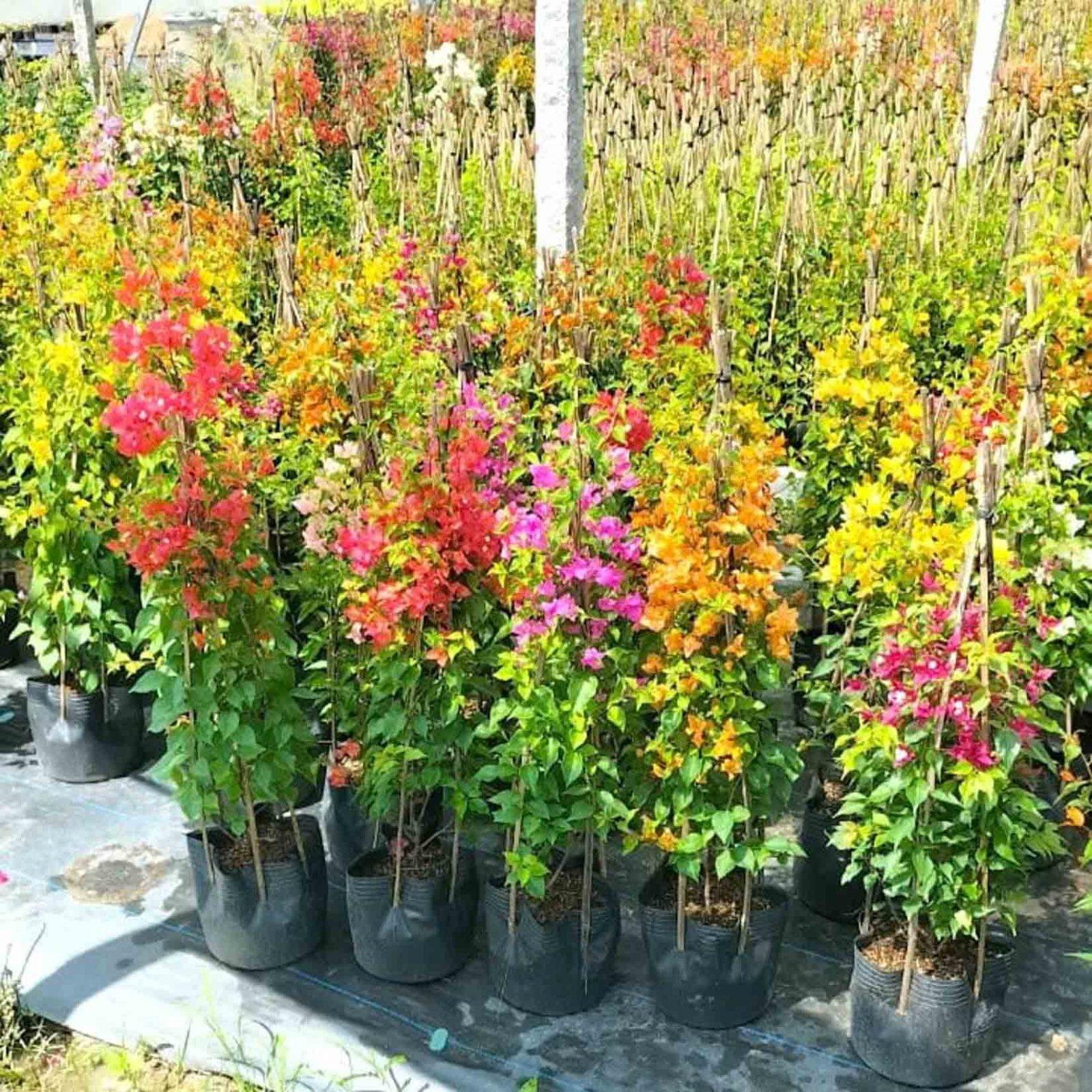 cây giống hoa giấy