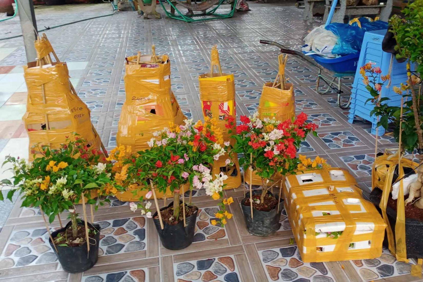 cây giống hoa giấy ngũ sắc
