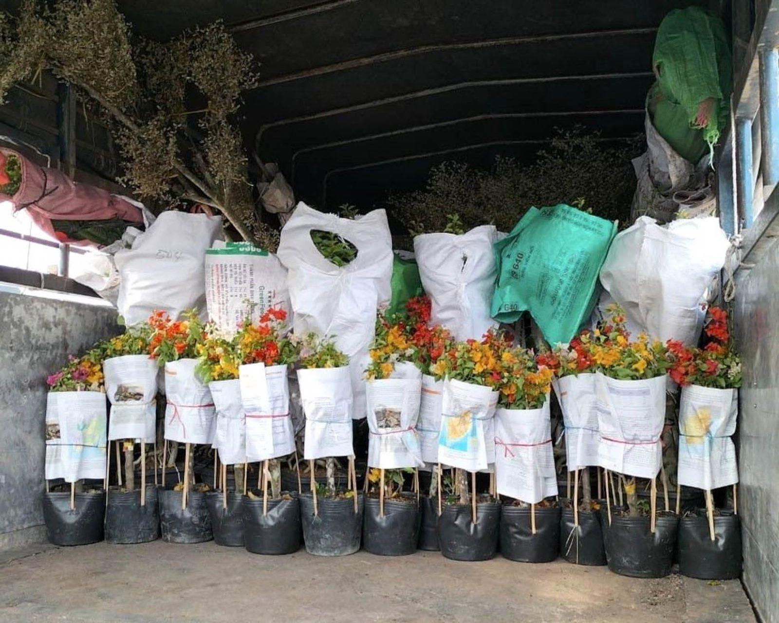 vận chuyển cây giống hoa giấy xe tải ghép