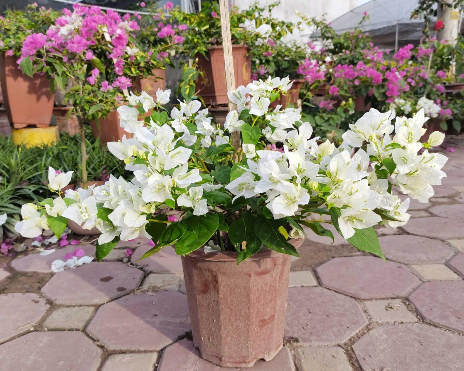 hoa giấy cây giống màu trắng