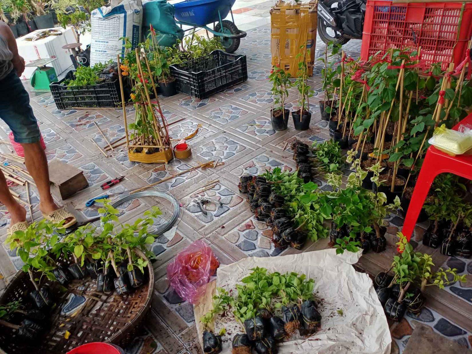 nhà vườn bán cây giống hoa giấy chuẩn f1