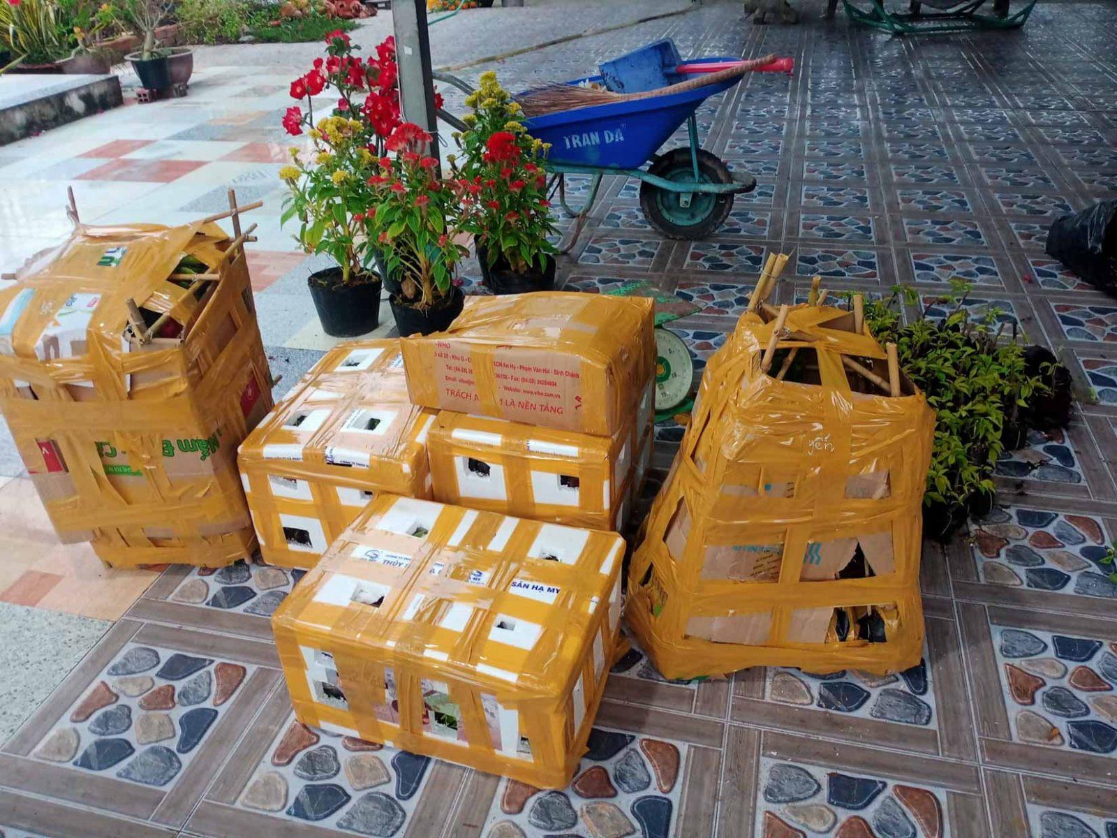 ship hàng cây giống hoa giấy online