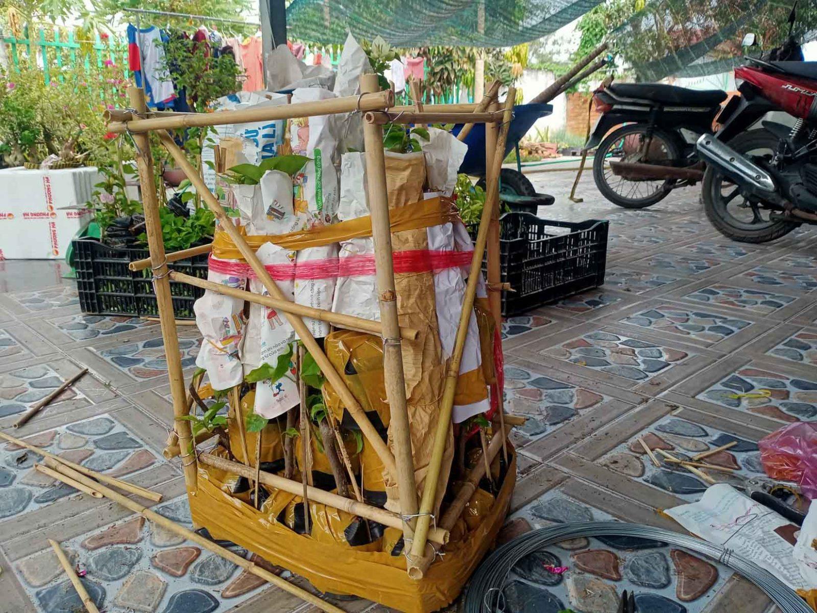 đóng hàng cây giống hoa giấy đi xa